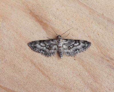 Eupithecia subumbrata - Dwarsbanddwergspanner ♀