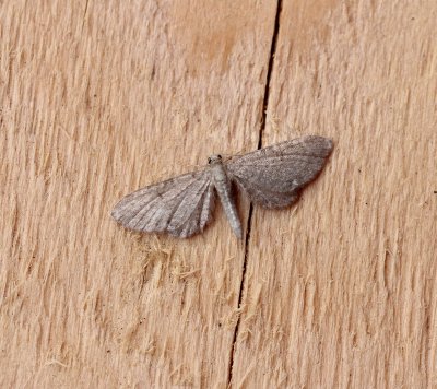 Eupithecia valerianata - Valeriaandwergspanner  ♂