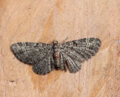 Pasiphila chloerata - Sleedoorndwergspanner 