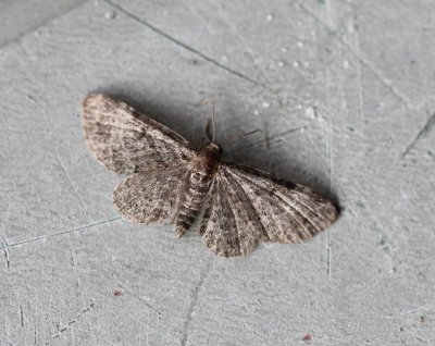 Pasiphila chloerata - Sleedoorndwergspanner 