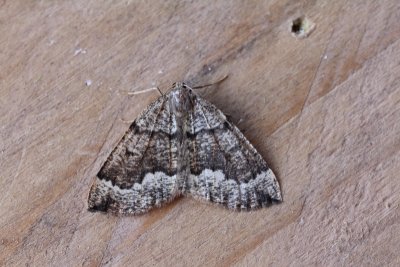 Pungeleria capreolaria - Dennenbandspanner