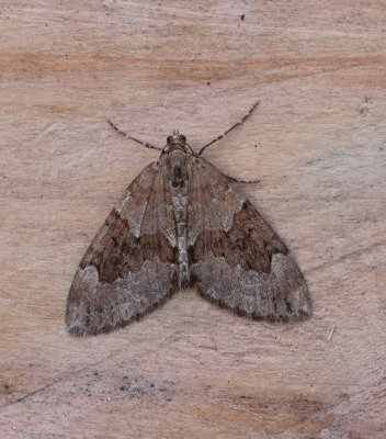 Thera obeliscata - Naaldboomspanner