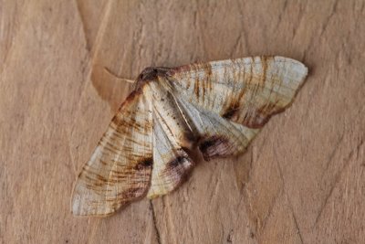 Plagodis dolabraria - Lindeknotsvlinder