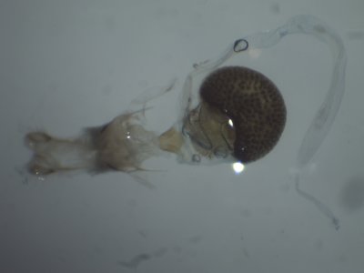 Eupithecia subumbrata - Dwarsbanddwergspanner ♀