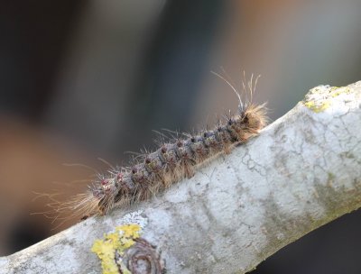 Lymantria dispar  - Plakker   rups 