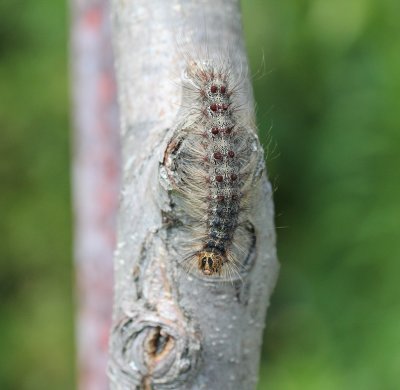 Lymantria dispar  - Plakker   rups 