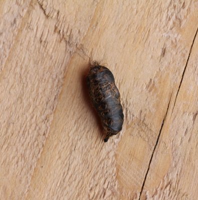 Lymantria dispar - Plakker   pop 