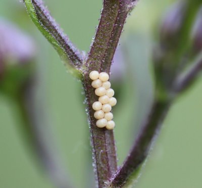 Cucullia  scrophulariae , Helmkruidvlinder eitjes    