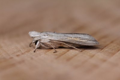 Cucullia umbratica - Grauwe monnink