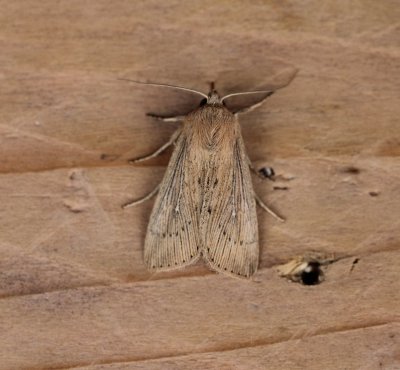 Leucania obsoleta - Gestreepte rietuil