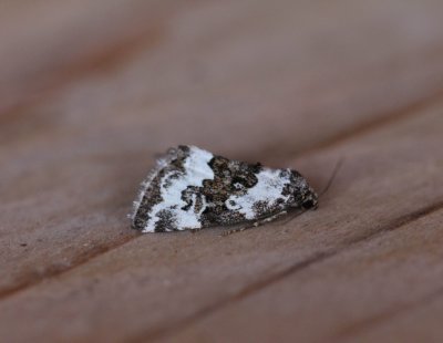 Deltote deceptoria - Bonte marmeruil 
