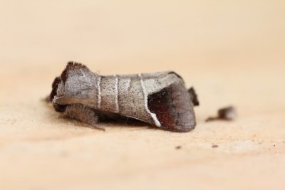 Clostera curtula - Bruine wapendrager