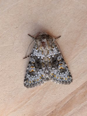 Hecatera dysodea - Kompassla-uil 2020