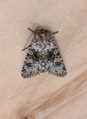 Hecatera dysodea - Kompassla-uil 2020