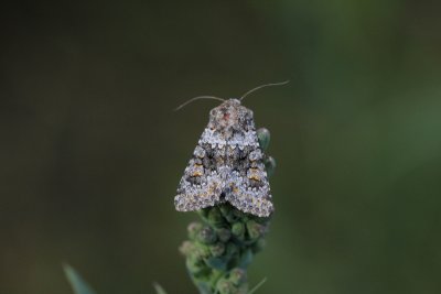 Hecatera dysodea - Kompassla-uil