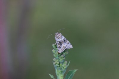 Hecatera dysodea - Kompassla-uil 2020