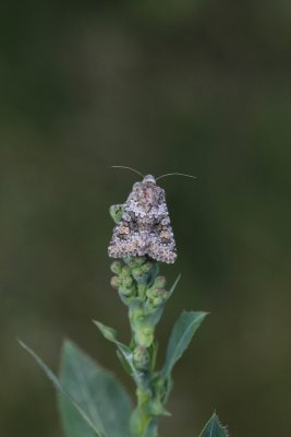Hecatera dysodea - Kompassla-uil 2020