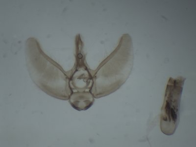 Eupithecia valerianata - Valeriaandwergspanner  ♂
