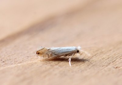 Phyllonorycter harrisella - Witte eikenvouwmot   (1).jpg