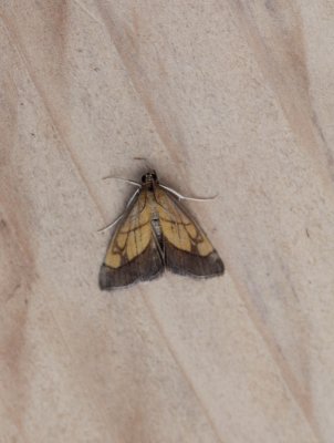 Evergestis limbata - gezoomde valkmot