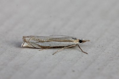 Crambus pascuella - Zilverstreepgrasmot