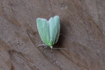 Tortrix viridana - Groene eikenbladroller