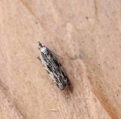 Anarsia innoxiella - Esdoornscheutboorder 