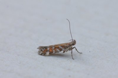 Aristotelia ericinella - Heidepistoolmot