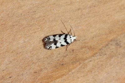 Pseudotelphusa scalella - Pronkpalpmot