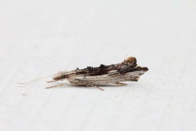 Ypsolopha scabrella - Gelijnde spitskopmot