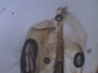 Bucculatrix demaryella  - Berkenooglapmot