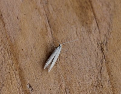 Coleophora caespititiella - Bieskokermot 