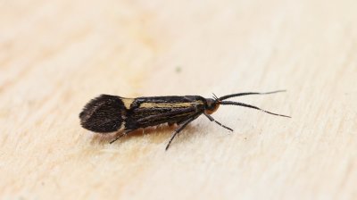 Esperia sulphurella - Esperiamot