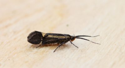 Esperia sulphurella - Esperiamot