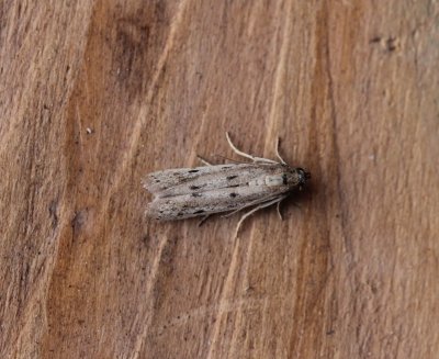 Phycitodes maritima  - Smalle weidemot