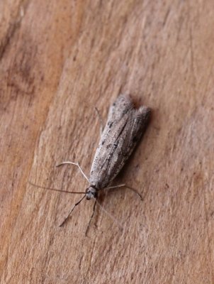Phycitodes maritima  - Smalle weidemot