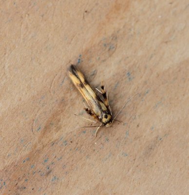 Stathmopoda pedella - Pootmot