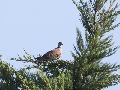 Zomertortel - European turtle dove - Streptopelia turtur