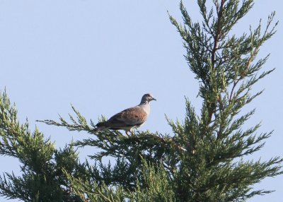 Zomertortel - European turtle dove - Streptopelia turtur