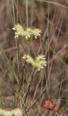 Anjerfamilie - Caryophyllaceae