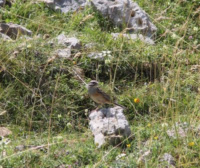 Grijze gors - Rock bunting - Emberiza cia