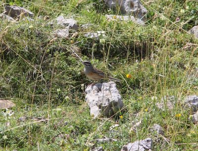 Grijze gors - Rock bunting - Emberiza cia