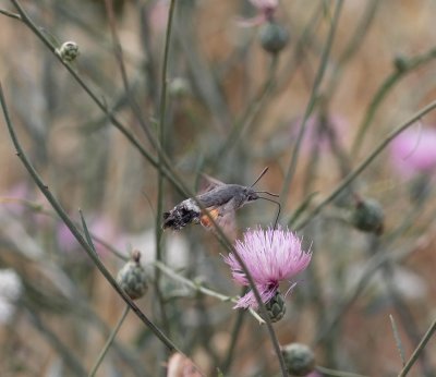 Kolibrivlinder -  Hummingbird hawk-moth - Macroglossum stellatarum