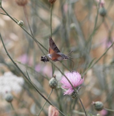 Kolibrivlinder -  Hummingbird hawk-moth - Macroglossum stellatarum