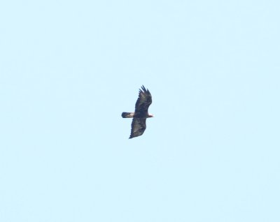 Steenarend - Golden eagle - Aquila chrysaetos