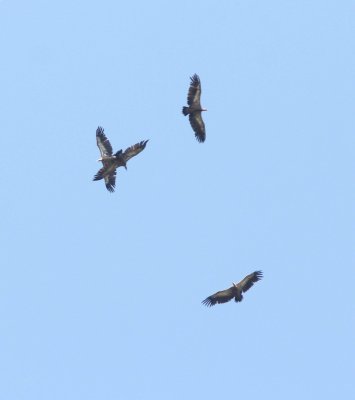 Vale gier - Griffon vulture - Gyps fulvus