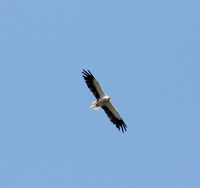 Aasgier - Egyptian vulture - Neophron percnopterus
