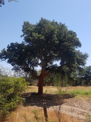 Kurkeik - Cork oak - Quercus suber