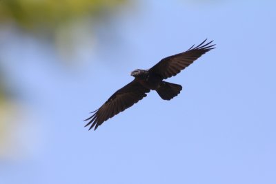 Raaf - Common raven - Corvus corax