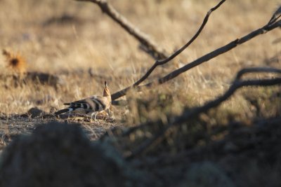 Hop - Eurasian hoopoe - Upupa epops